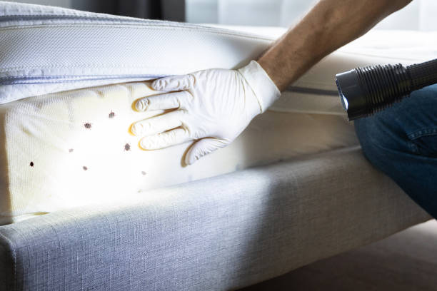 Trusted Albany, MN Pest Control Experts
